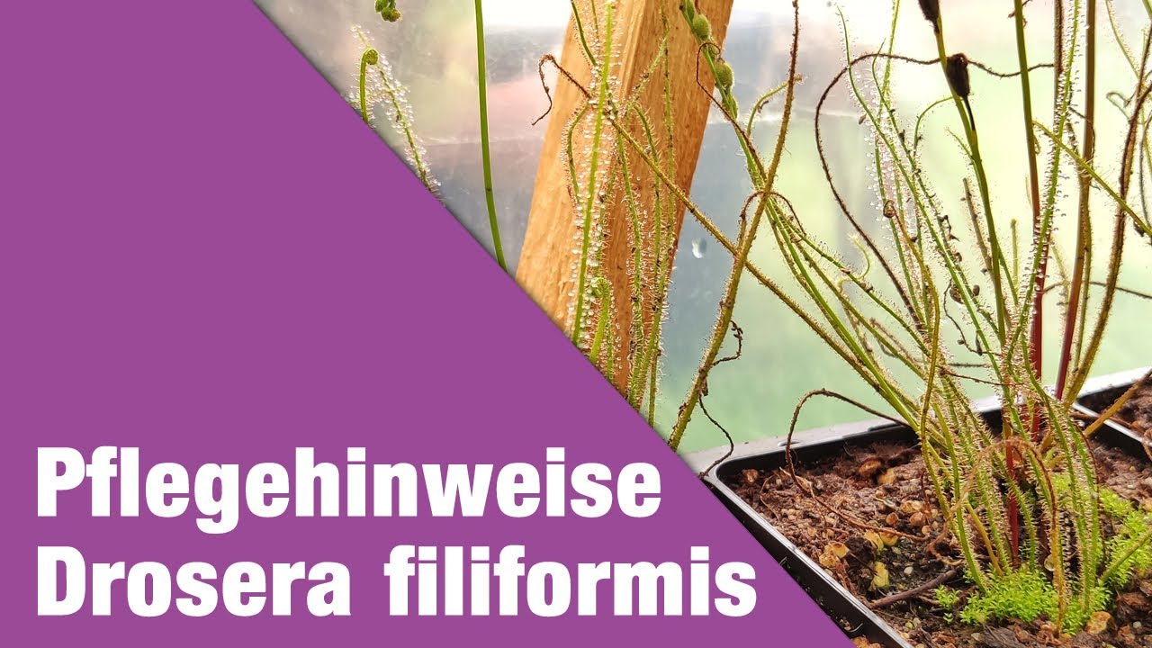 Pflegehinweise: Drosera filiformis ssp. filiformis | Fleischfressende Pflanzen
