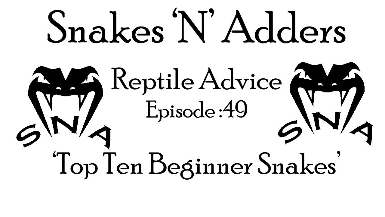 Snakes 'N' Adders Reptile Advice : Episode 49 - Top Ten Beginner Snakes