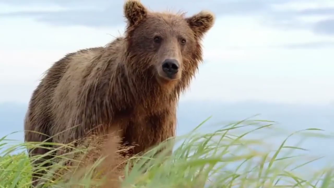 Mom of the Year? 🐻 Why Being a Wild Bear Mom is Pure CHAOS!