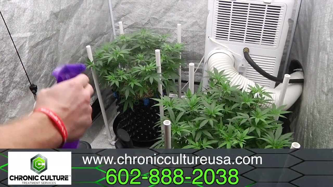 Chronic Culture Home Grow Short Video