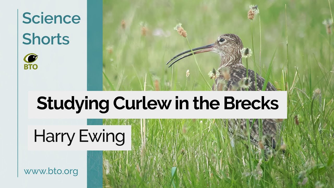 Science Shorts – Studying Curlew in the Brecks