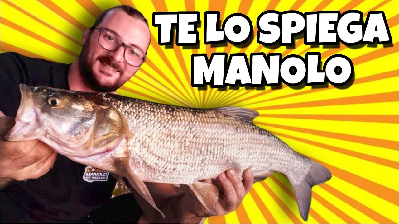 Come PESCO ai LAGHI di MANTOVA - SPINNING nel LAGO di MEZZO