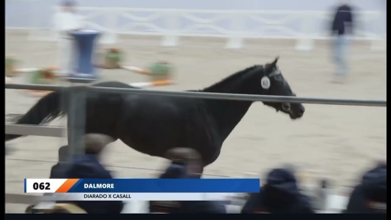 Dalmore. v. Diarado x Casall x Heraldik xx