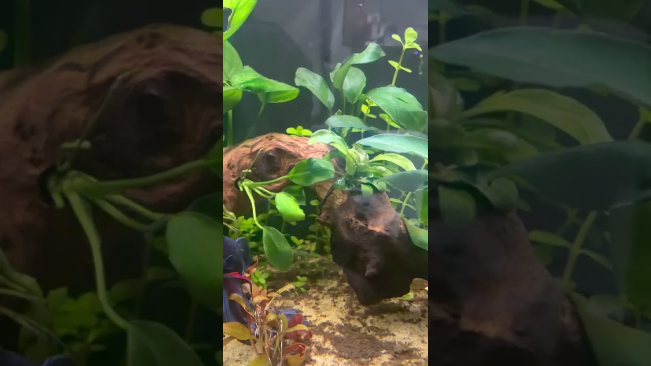 I add two different bucephalandra to my betta tank #exoticaquariumfish #bettafish #betta #bettatank 