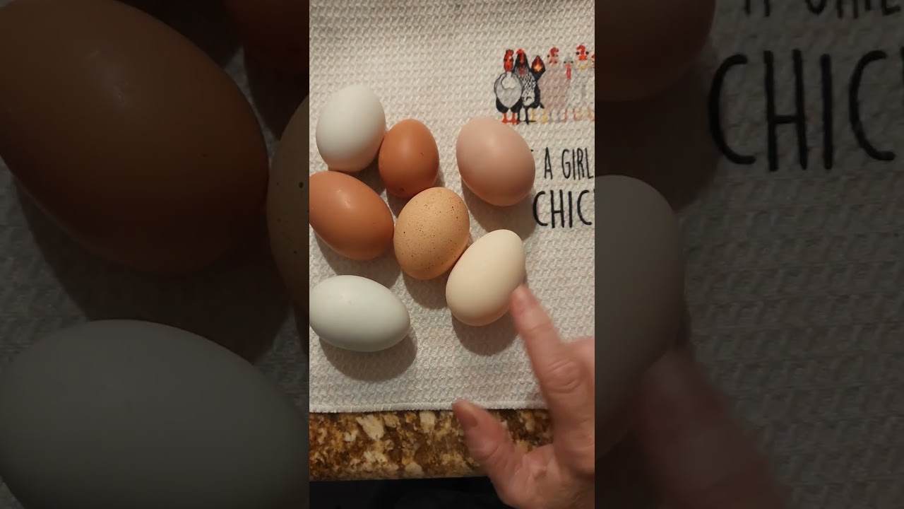 Now I just need an olive egger!