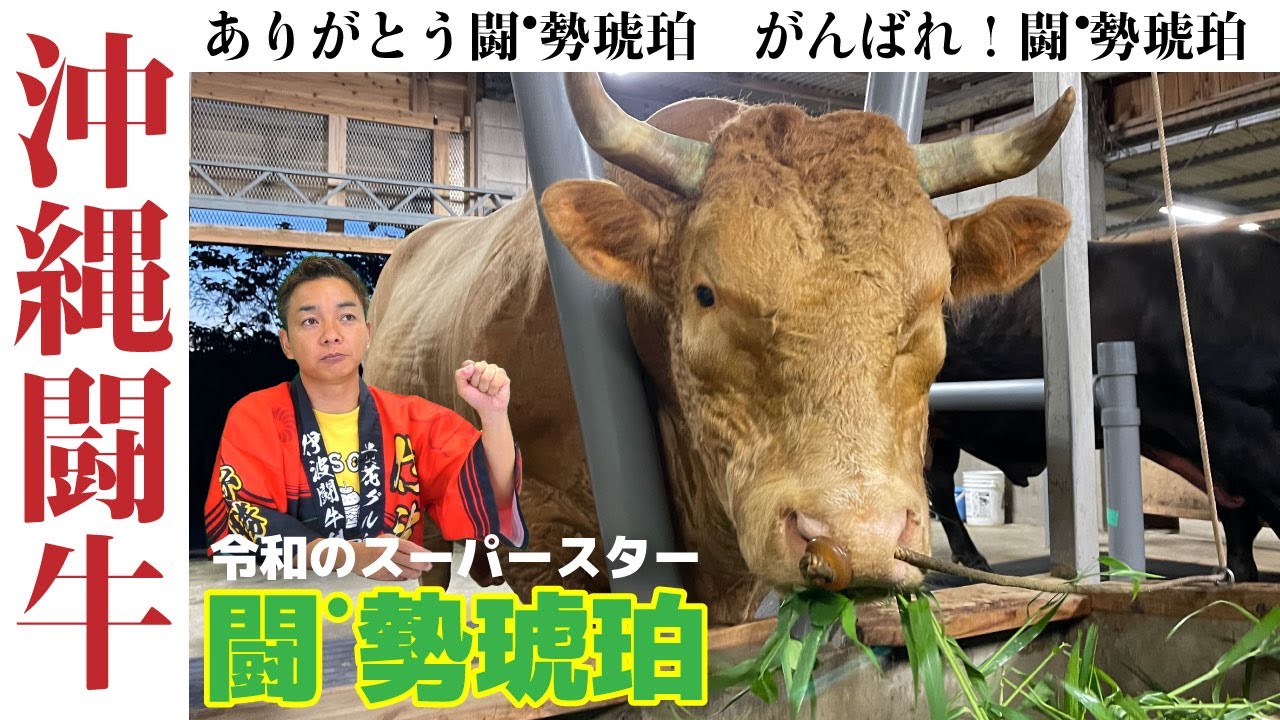 【沖縄闘牛】【闘勢琥珀】ありがとう闘勢琥珀〜徳之島に渡る経緯とこれまでを振り返る〜