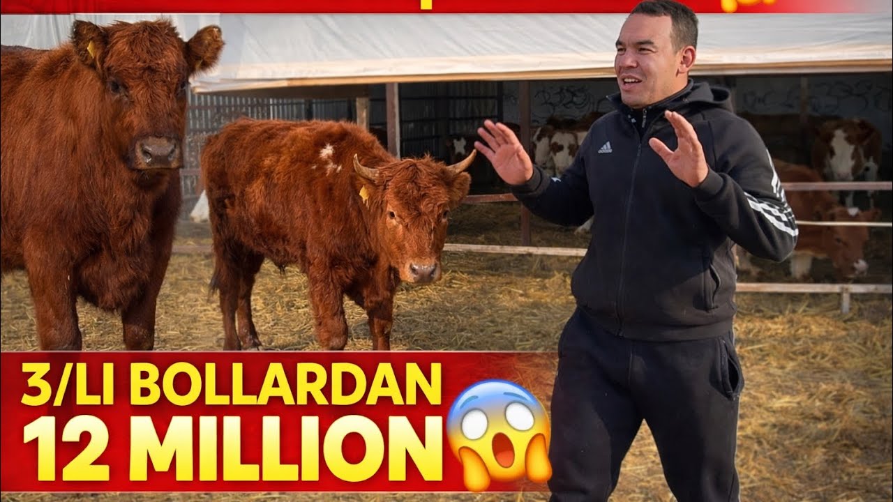JUDA ARZON NARXDA 12/MILLIONDAN BOSHLANADI 