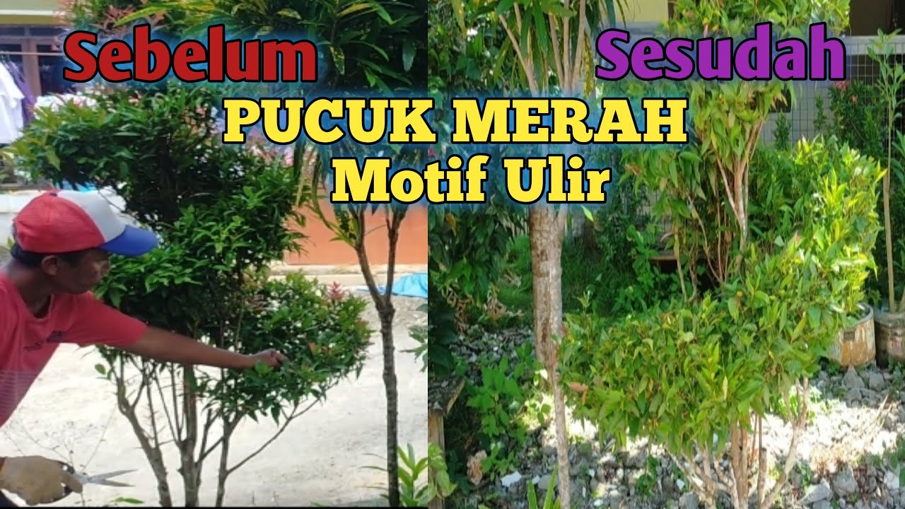 MEMBAGIKAN CARA MERAPIHKAN PUCUK MERAH BENTUK ULIR~MOTIF ULIR SPIRAL