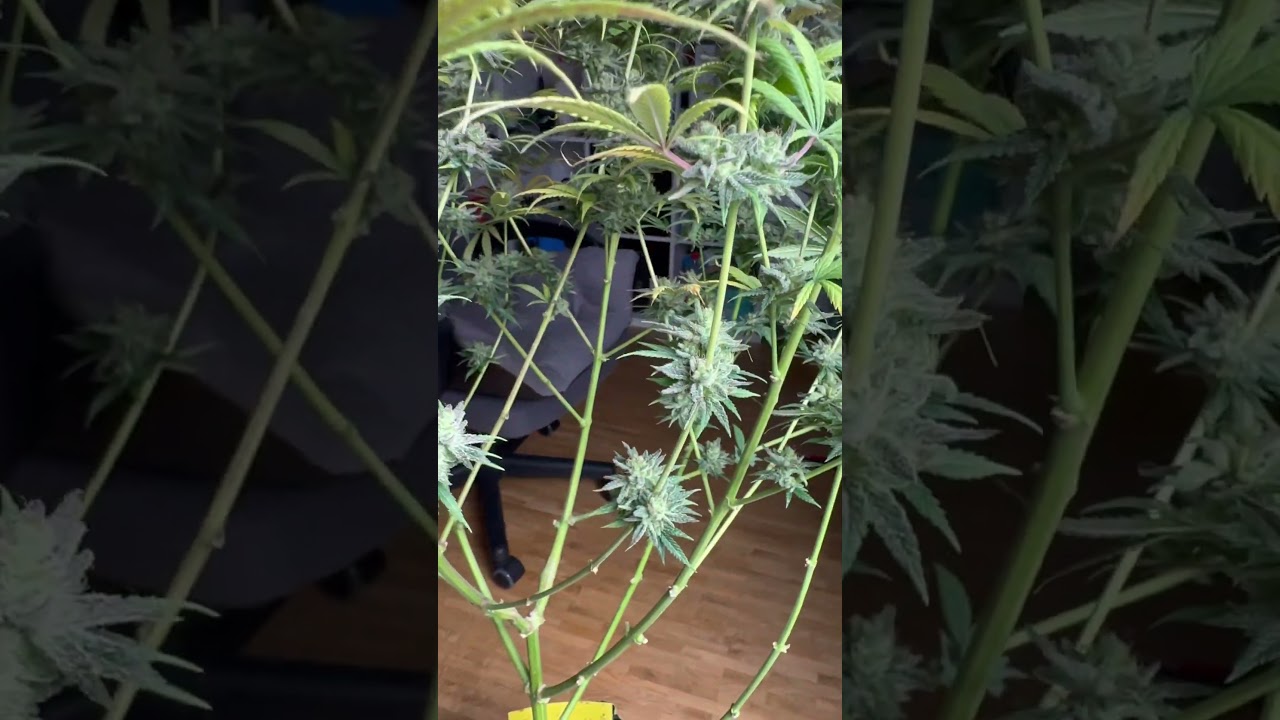 #420 Blue Sunset Sherbert Day 54 of Flower 🔥 Frosty Nugs ❄️🥶