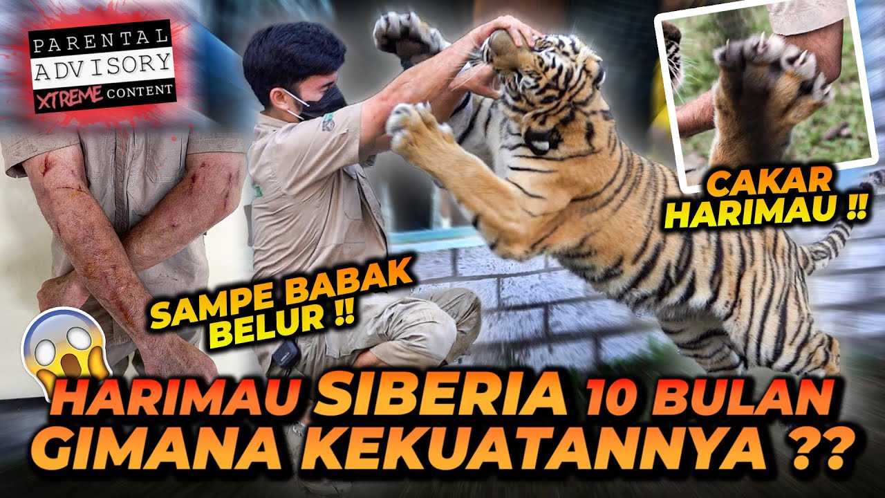 ALSHAD AHMAD BABAK BELUR MASUK KANDANG HARIMAU SIBERIA UMUR 10 BULAN !! TENAGA HARIMAU LUAR BIASA !!