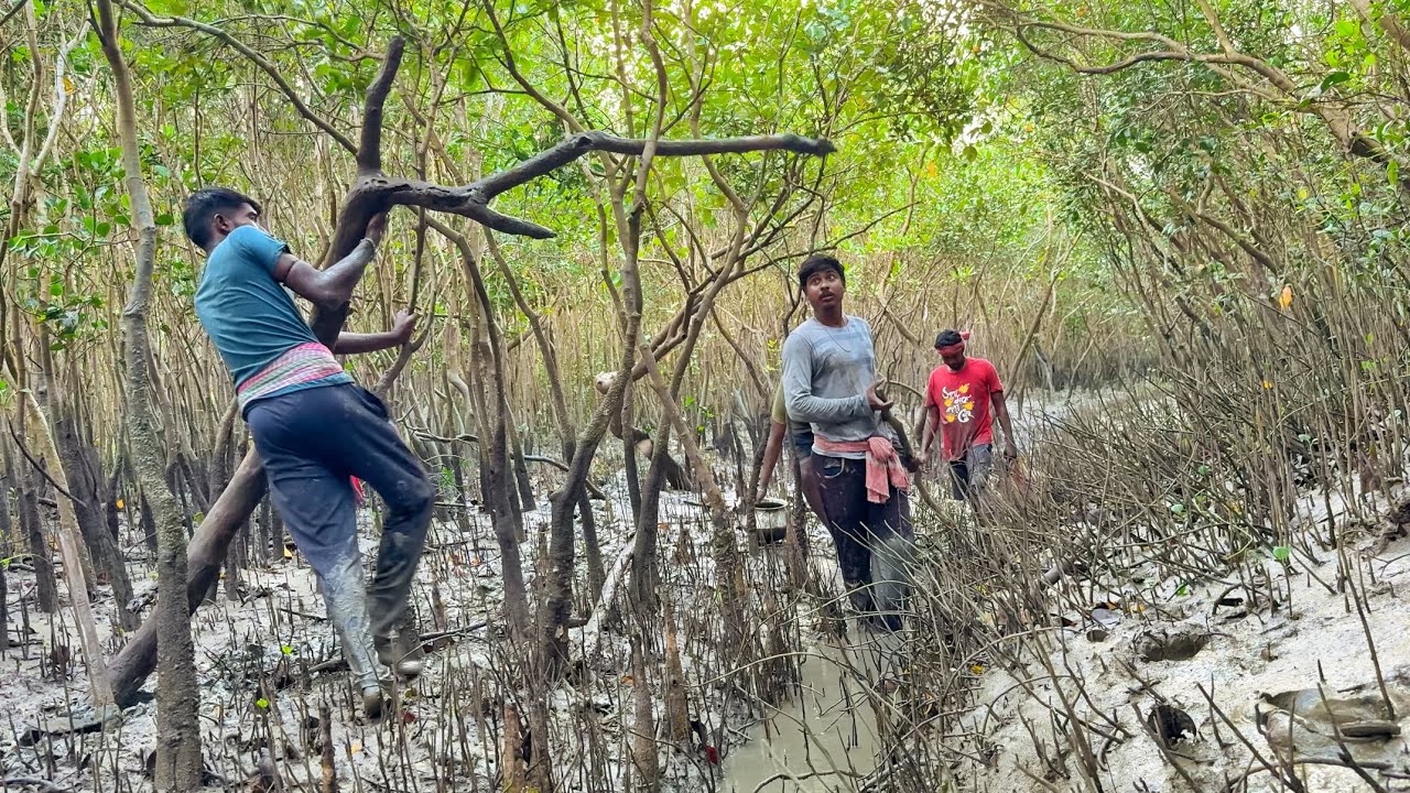 খাল ভেঙে এই প্রথমবার এতো পরিমানে চিত্রে মাছ পেলাম,সাথে ভীষণ বড়ো বড়ো পার্শে মাছ!!!