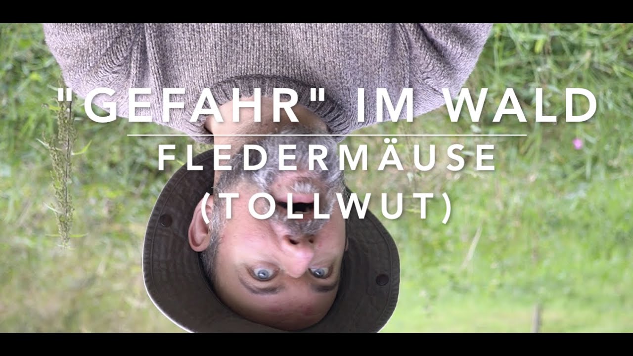 Fledermaus-Tollwut - 