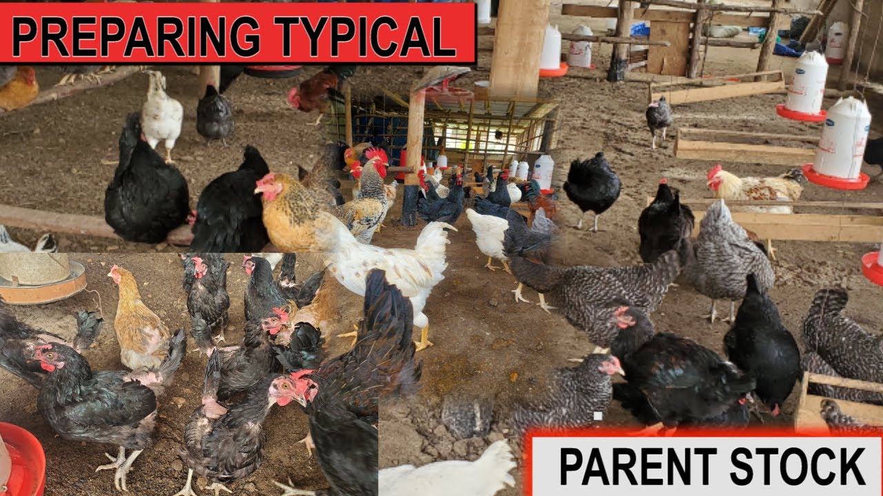 CONSIDER THIS WHEN  PREPARING FOR TYPICAL  LOCAL PARENT STOCK BREEDING WITH DR. ISA LUIGARE