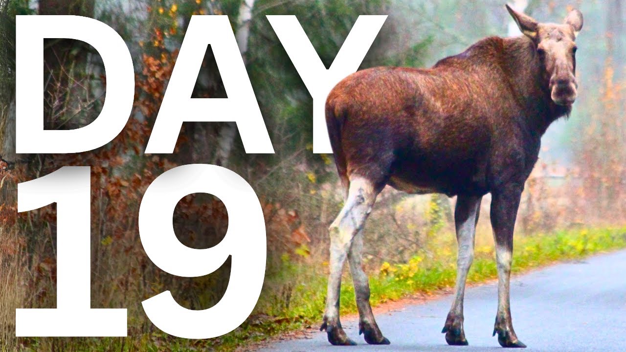 Live Webcam: The Great Moose Migration 2025 (Den Stora &Auml;lgvandringen) DAY 19