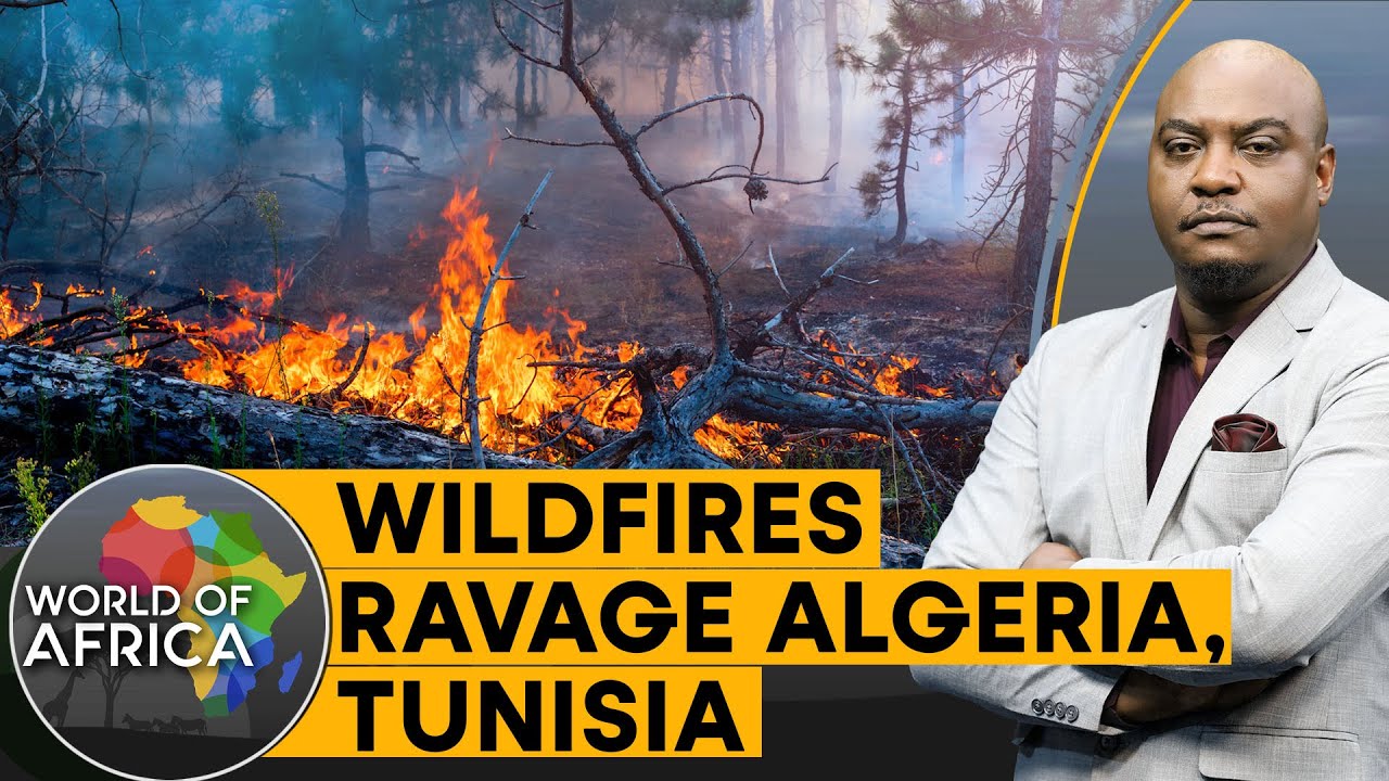 Scorching mercury triggers deadly fires in Algeria and Tunisia | World of Africa
