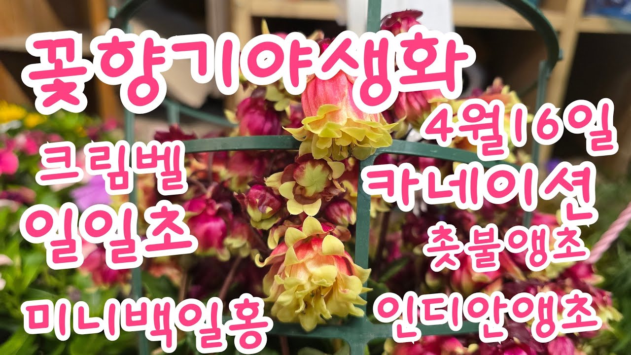 2026년 4월 16일 #크림벨 #황화코스모스 #데모루 #한련화 #공기정화식물 #야생화  #금화 #카네이션8종 #사계장미 #아게라덤 #몬타나으아리 #델피늄 #홍등 #촛불앵초