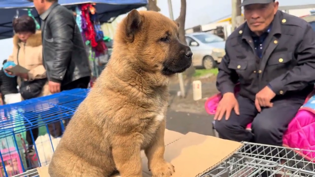 逛狗市遇到不一样的田园犬，黄狗黑面猫耳朵，要价300看值不值