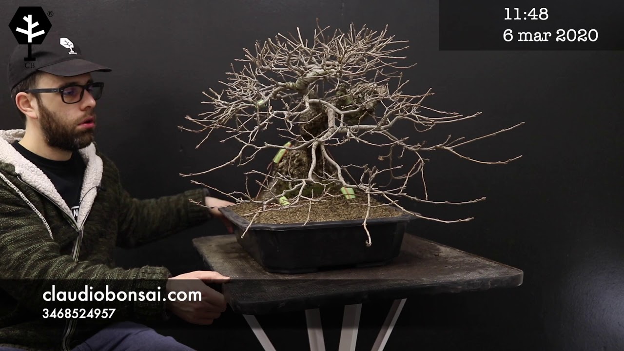 RINVASO QUERCIA BONSAI CB 2020