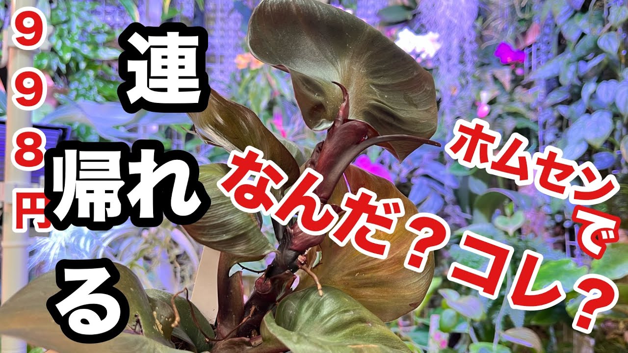 激レア観葉植物なのか⁉️ホムセンで発見★これは連れ帰るしかない‼️【フィロデンドロンレッドハート】