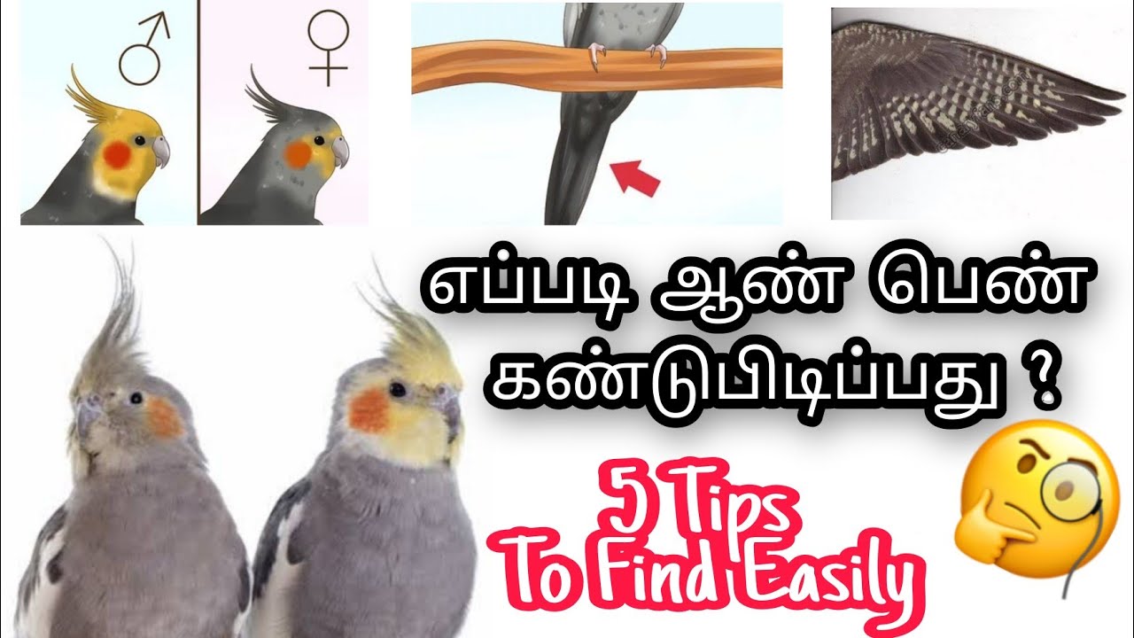 Как найти самца серой кореллы на тамильском языке | 5 простых советов | PETZZZTAMIZHA