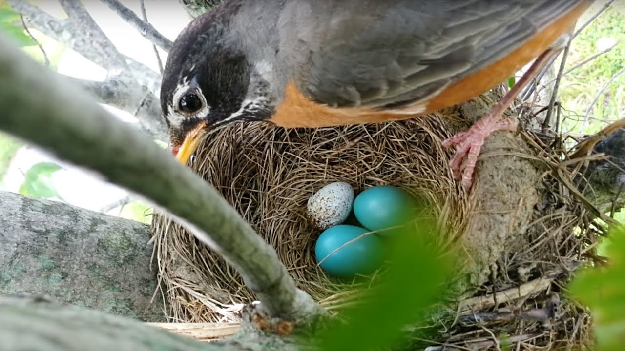 Brood parasitism: American Robin rejects a Cowbird egg