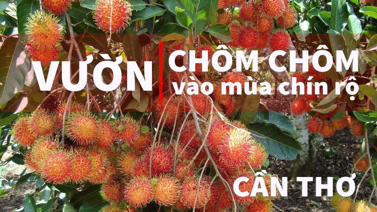 Vườn chôm chôm cồn Sơn du lịch khám phá Cần Thơ | ZaiTri