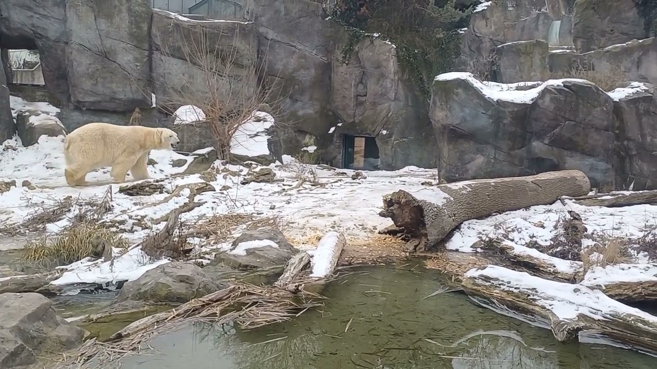 Polar bear in winter
