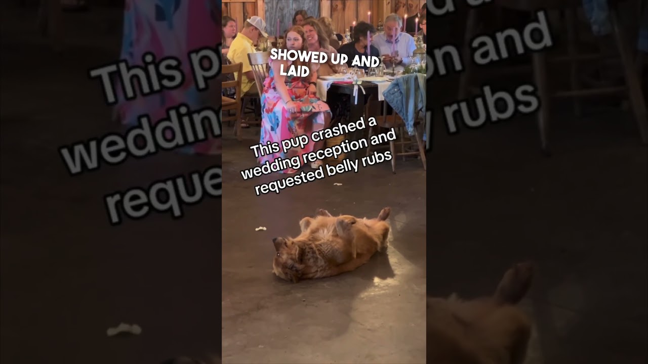 This dog crashed a wedding 😂