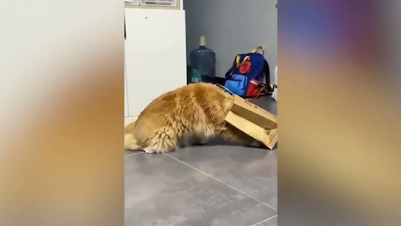 Lustige Tiere, die deinen Tag augenblicklich tausendmal besser machen ♥