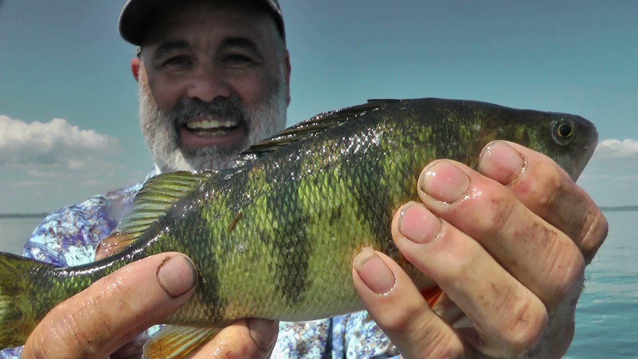 Fishing Perch North Bay Shore Oconto County Wisconsin