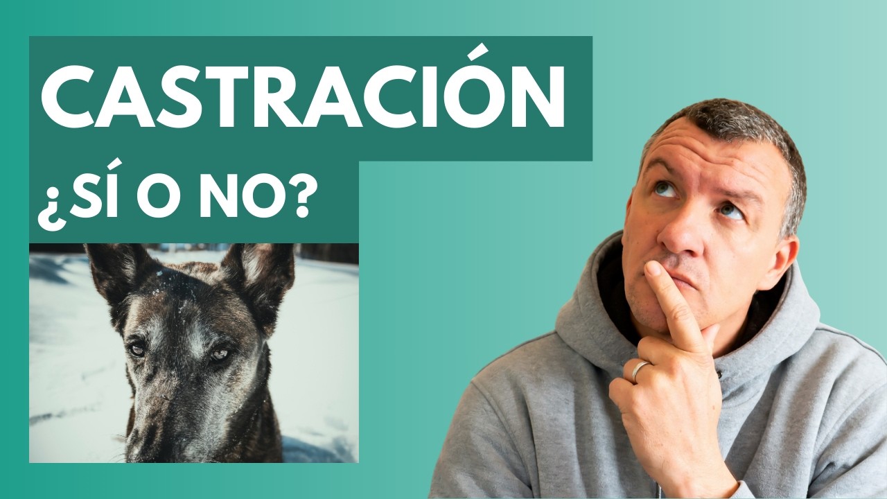Castrar a tu Perro - PROS y CONTRAS en el comportamiento