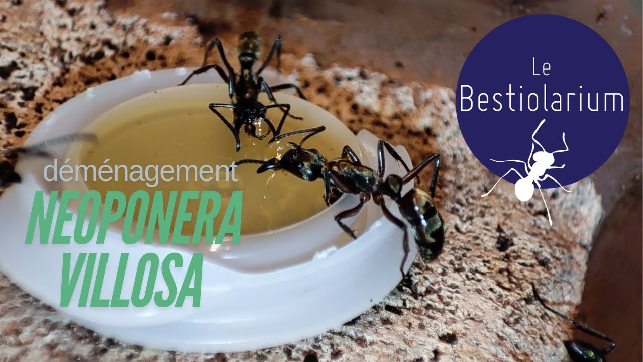 Neoponera villosa - déménagement à risque