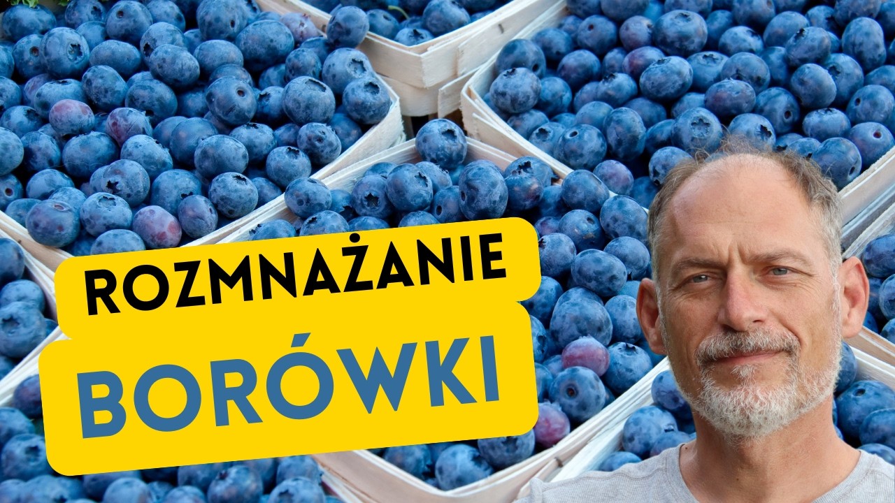 ⭐ WSZYSTKO o rozmnażaniu BORÓWKI amerykańskiej – instruktaż PROFESJONALISY
