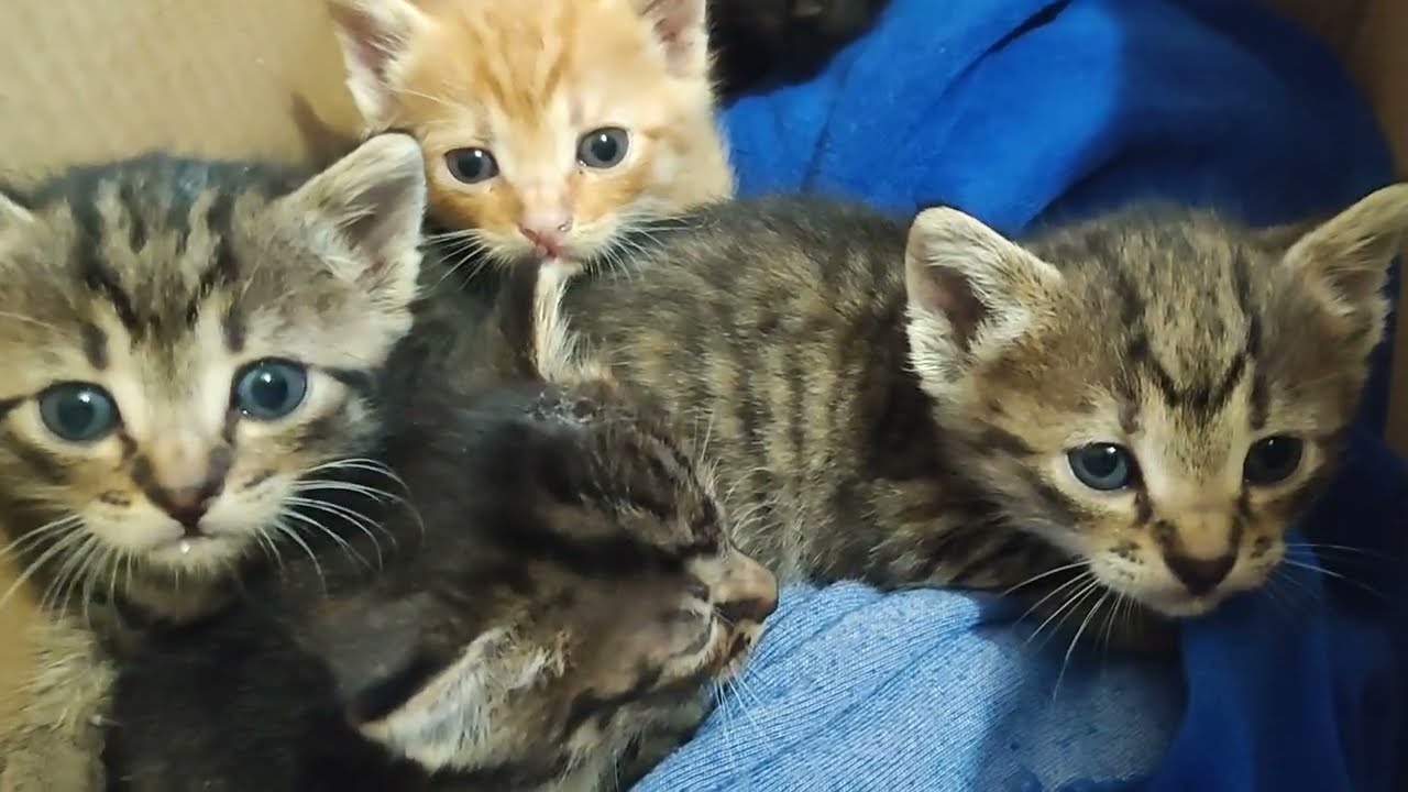 Нашел подброшенных котят в коробке