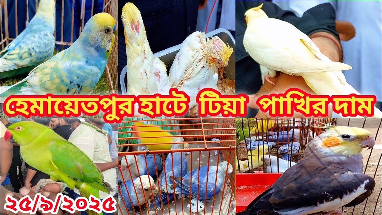 হেমায়েতপুর পাখির হাট || Hemayetpur Pakhi hat | bird price in Bangladesh || Hemayetpur hat