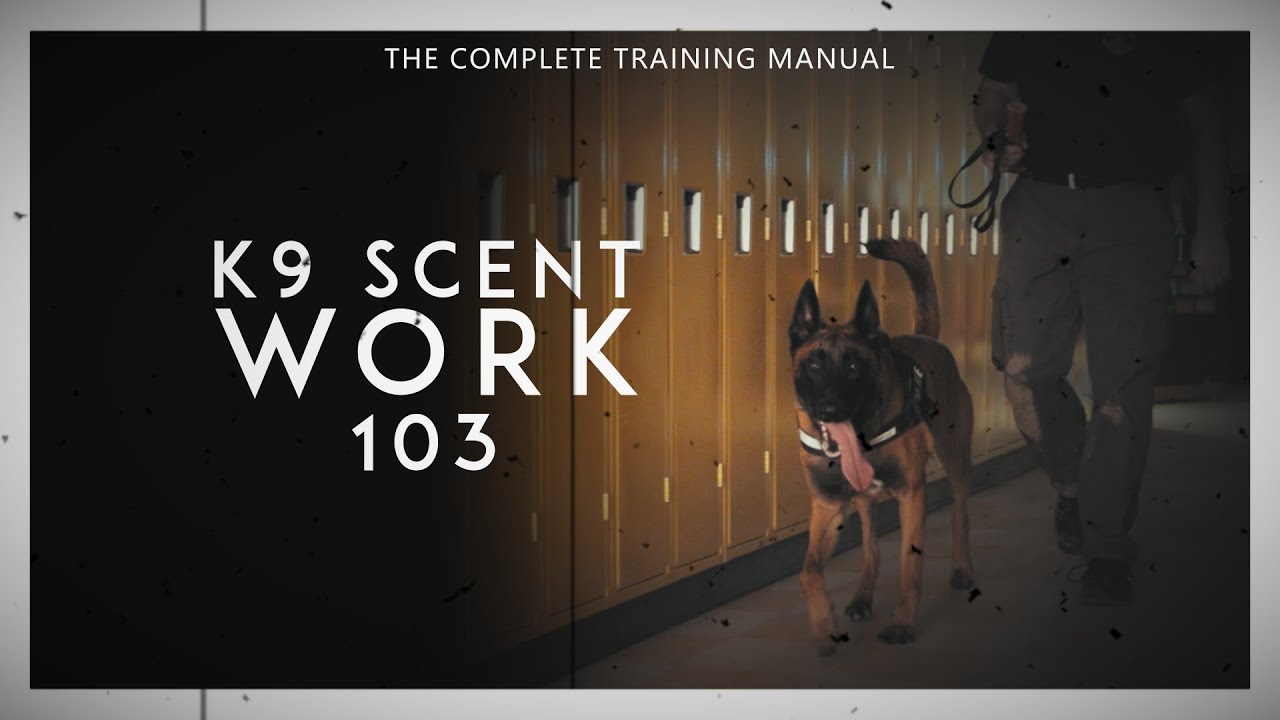 Your Dog Needs A Job...