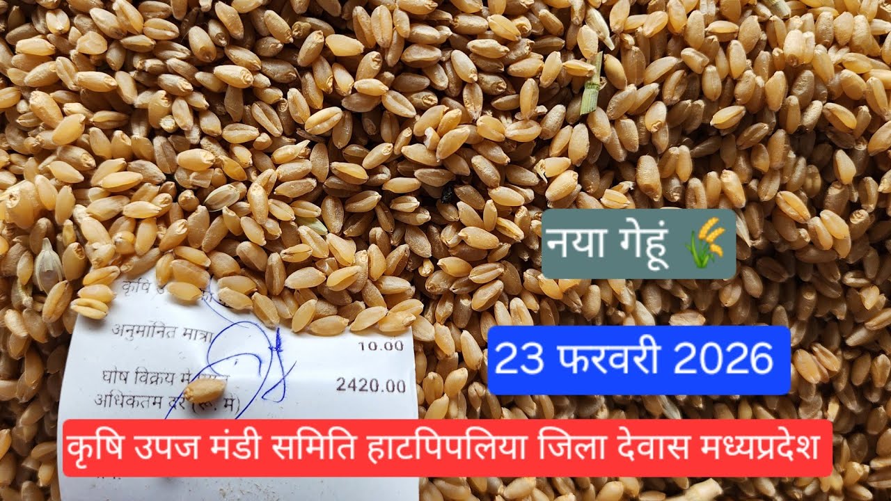 नया गेहूं 🌾😱 | 23 फरवरी 2026|देवास मंडी| हाटपीपल्या मंडी | mandibhav| soybean rate Dewas