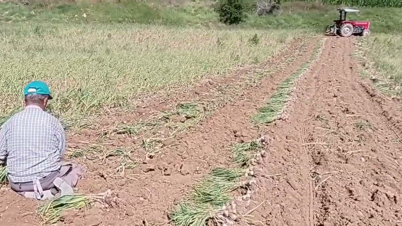 Allahın izniyle  sarımsak sökümüne başladık✅✅