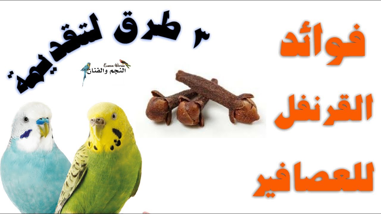 فوائد القرنفل لطيور الزينة وثلاث طرق لتقديمة لها