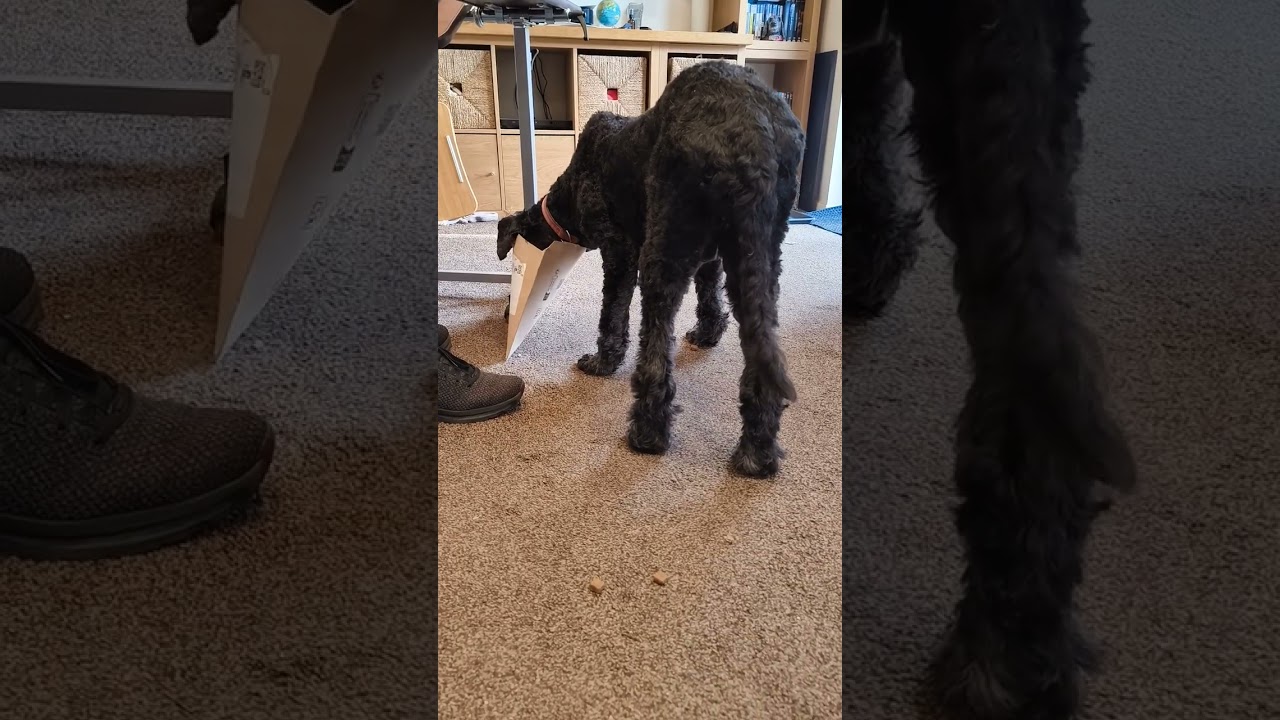 Basil the Sproodle is such a clever Dog! 🦴🐕🐾🇬🇧