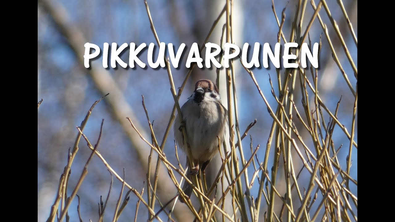 Pikkuvarpunen