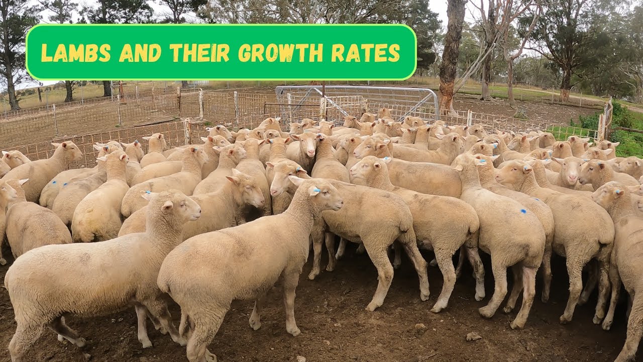 HOW MANY GRAMS PER DAY??? | Lamb Live Weight Gain | Australian Sheep Farming