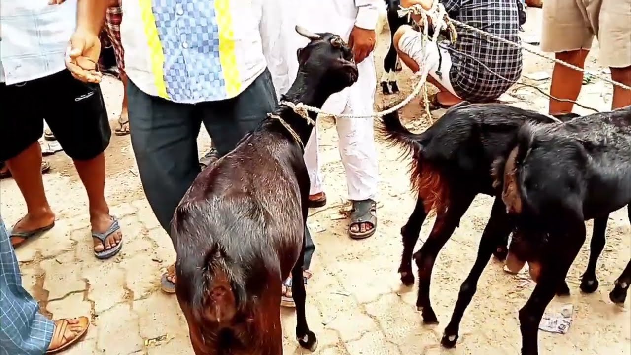 रविवार कानपुर बकरा बाजार बाकरगंज Kanpur bakra bajar bakarganj New video 2025 @Farhanvlogger1234 