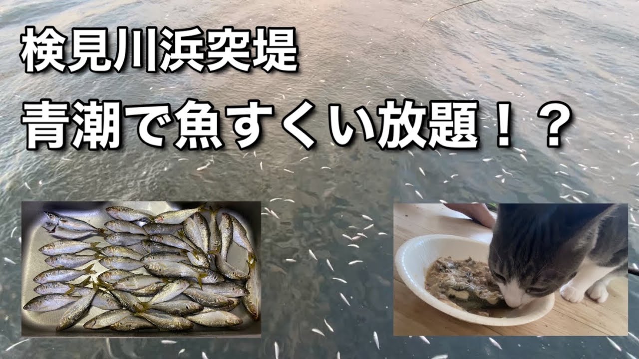 2021年9月下旬検見川浜突堤にて釣り初心者が青潮に遭遇！？大量の魚がすくい放題！？猫ちゃんにもお裾分け。