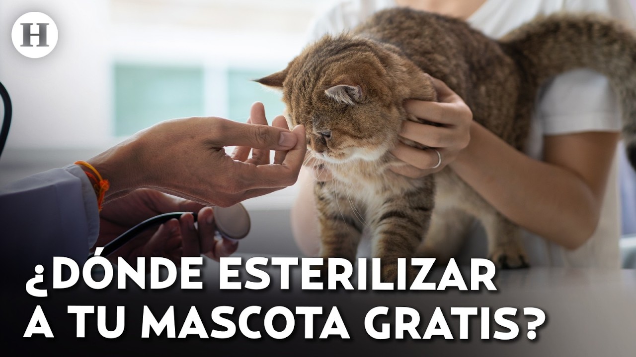 ¡Protege a tus mascotas! Inicia mega campaña de esterilización para perros y gatos en CDMX