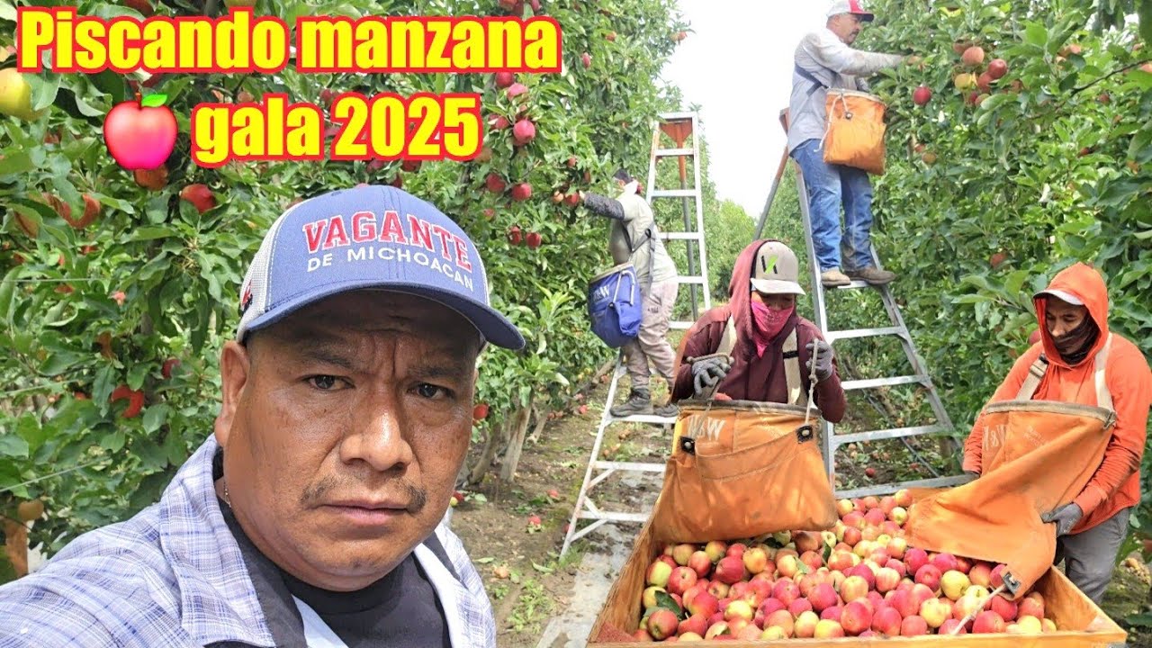 LA COSECHA DE MANZANA GALA 2025 EN  WASHINGTON LA PAGAN AMUY BUEN PRECIO 