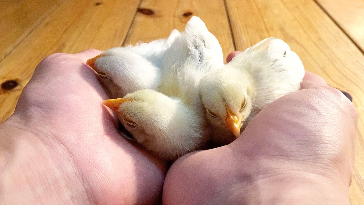 手のひらをママだと思ってるひよこ
