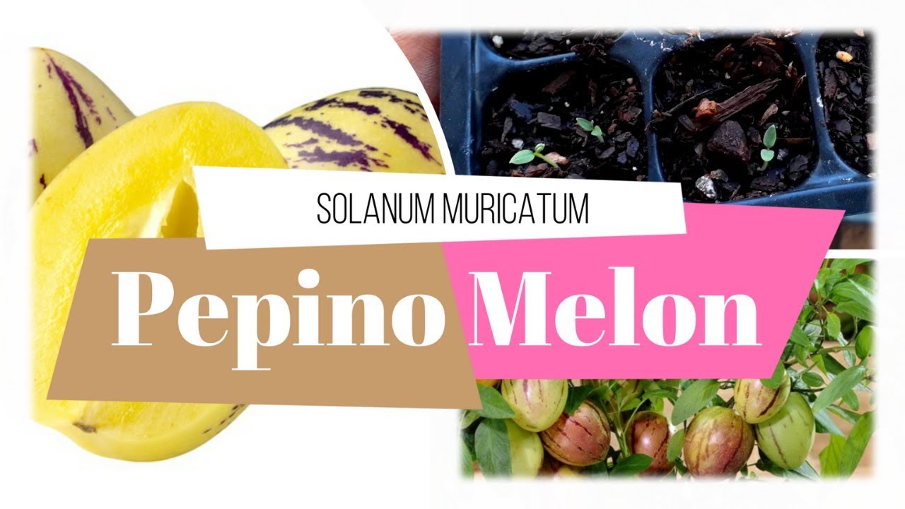 Como SACAR Y GERMINAR semillas de PEPINO DULCE [pepino melón] 🥒