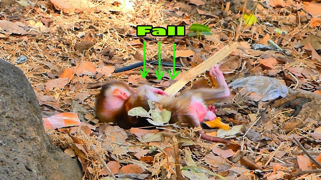 Critical Moment! Baby Monkey falls and is left on the ground by Its mother
