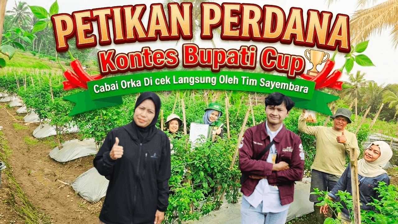 Petikan Perdana Cabai Kontes BUPATI CUP TEMANGGUNG